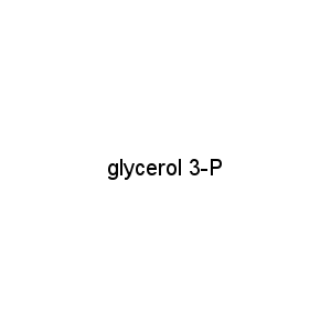glycerol 3-P